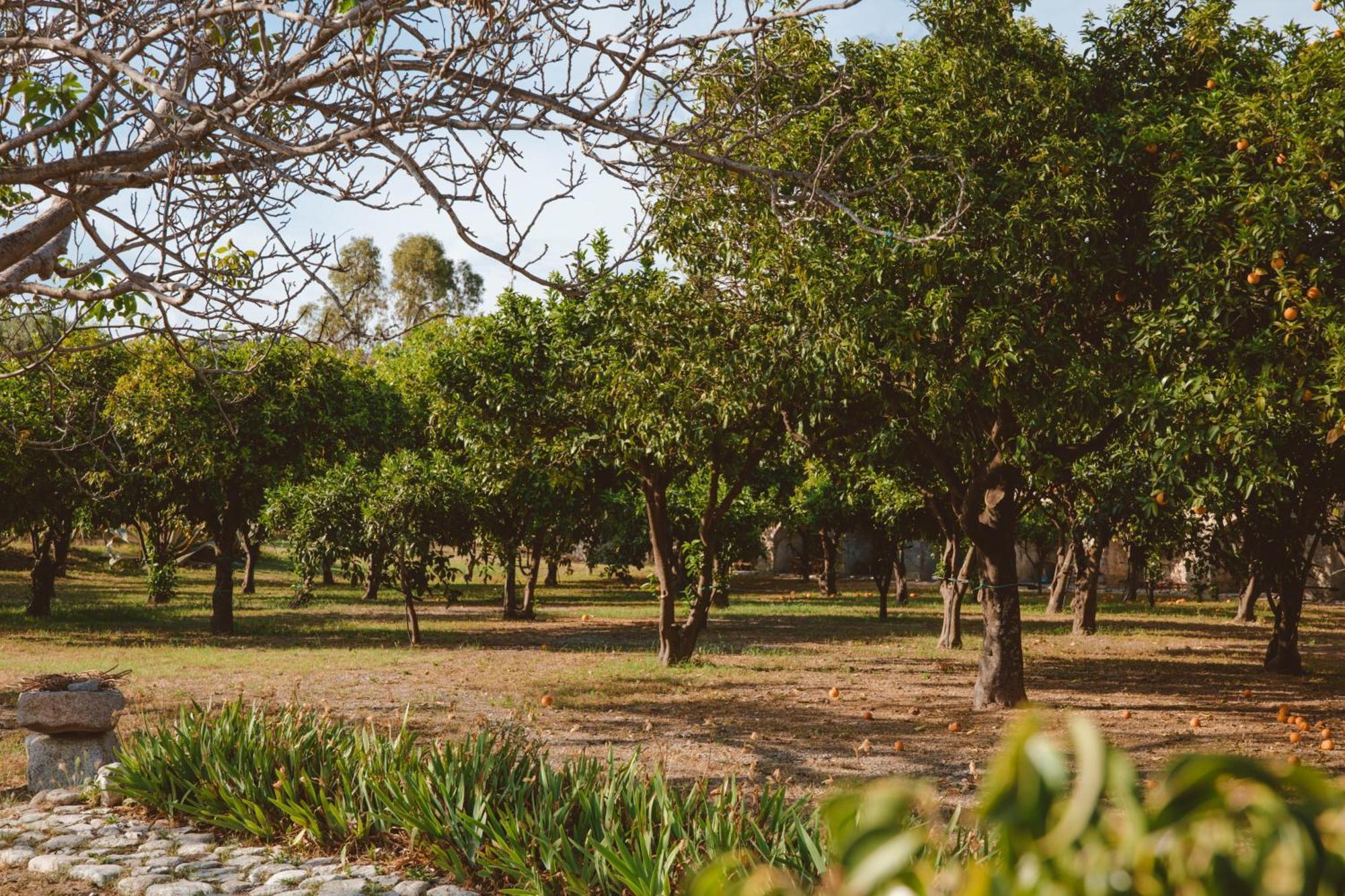 Agriturismo Villa Vittoria Guardavalle Ngoại thất bức ảnh